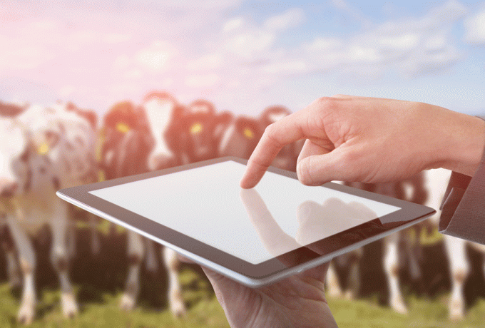 Feeding chickens and cows with free software